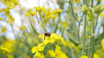 实拍油菜花上蜜蜂采蜜视频-众图网