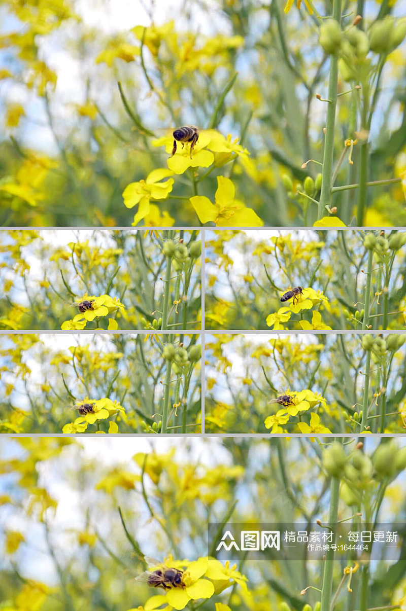 实拍油菜花上蜜蜂采蜜视频素材