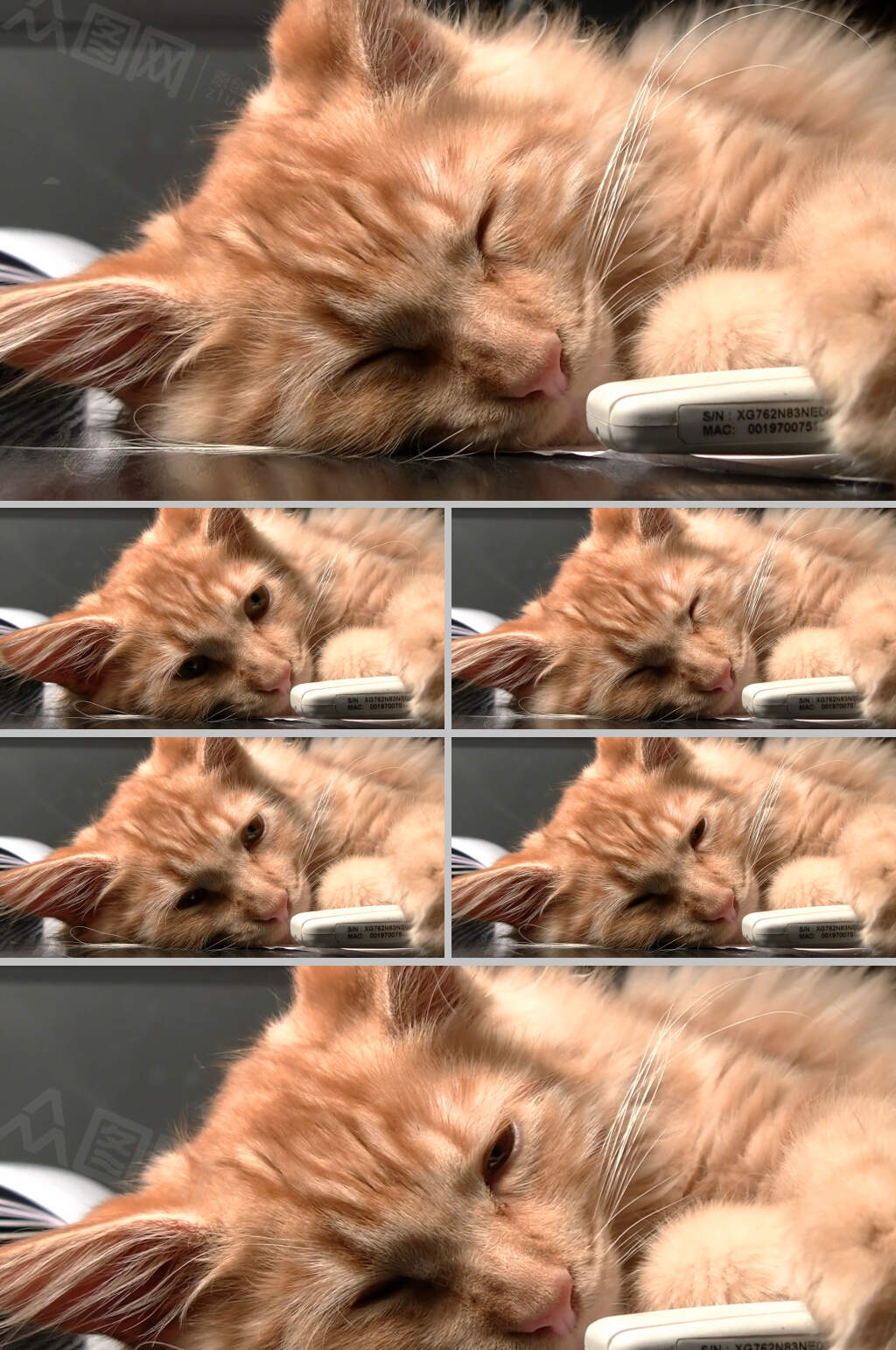 实拍休息的猫咪动物视频素材素材