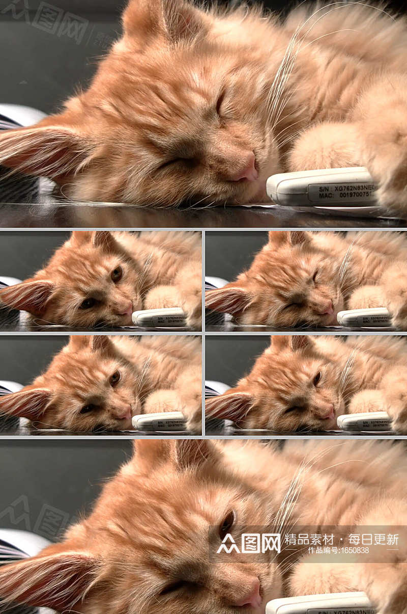 实拍休息的猫咪动物视频素材素材