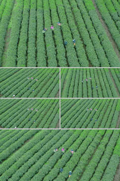 航拍茶园农业经济采茶工人辛勤劳作