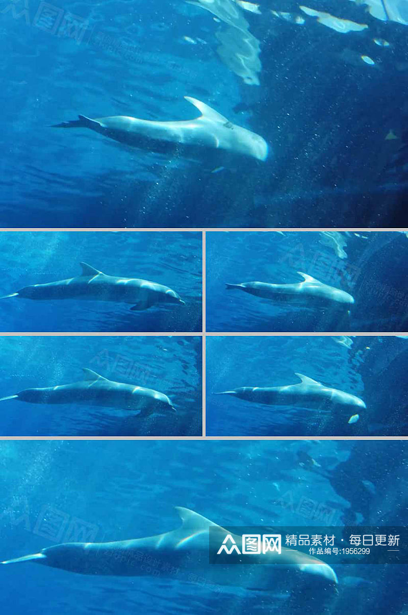 1080水中实拍海豚游动展示视频素材