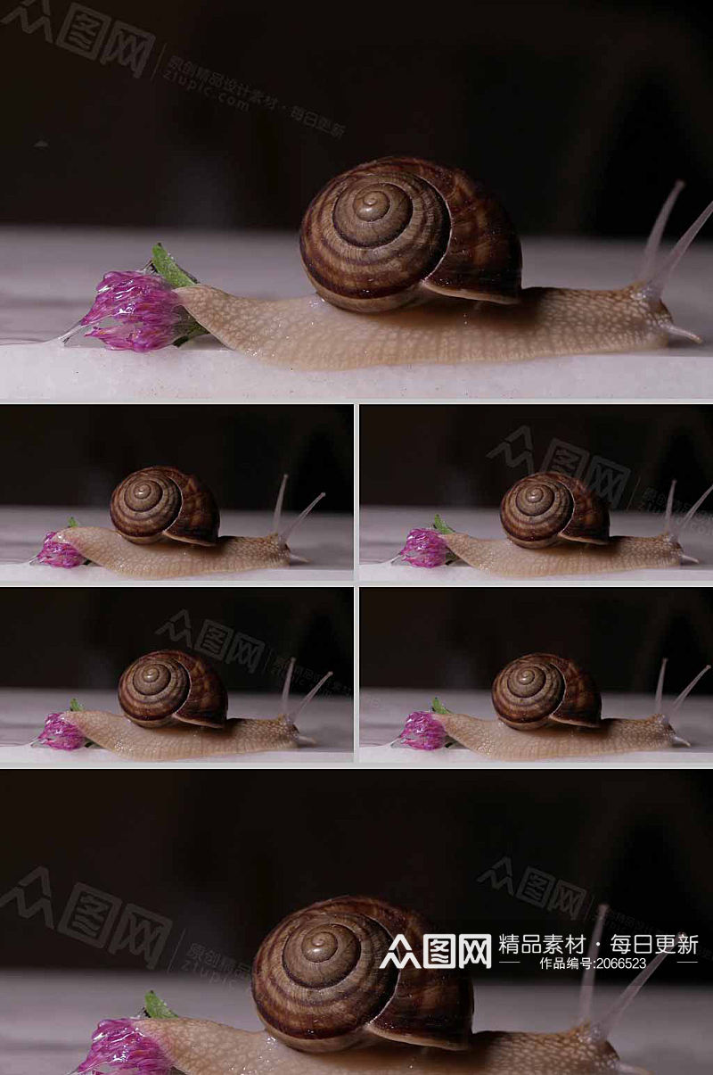 4k实拍一只蜗牛爬行动物展示视频素材