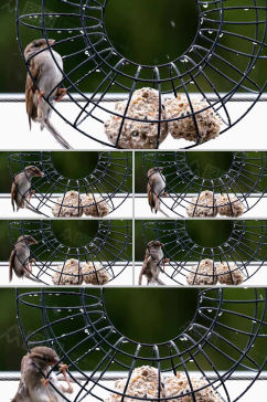 4k实拍雨天下笼子中食物小鸟吃食物视频