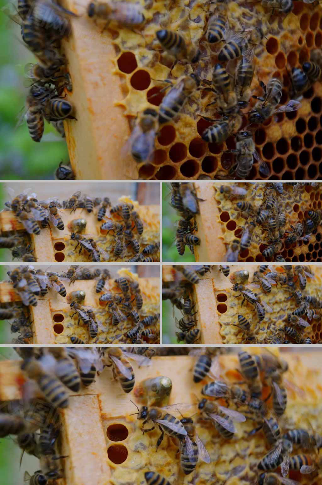 蜜蜂蜂巢休息實拍蜜蜂動物視頻素材素材