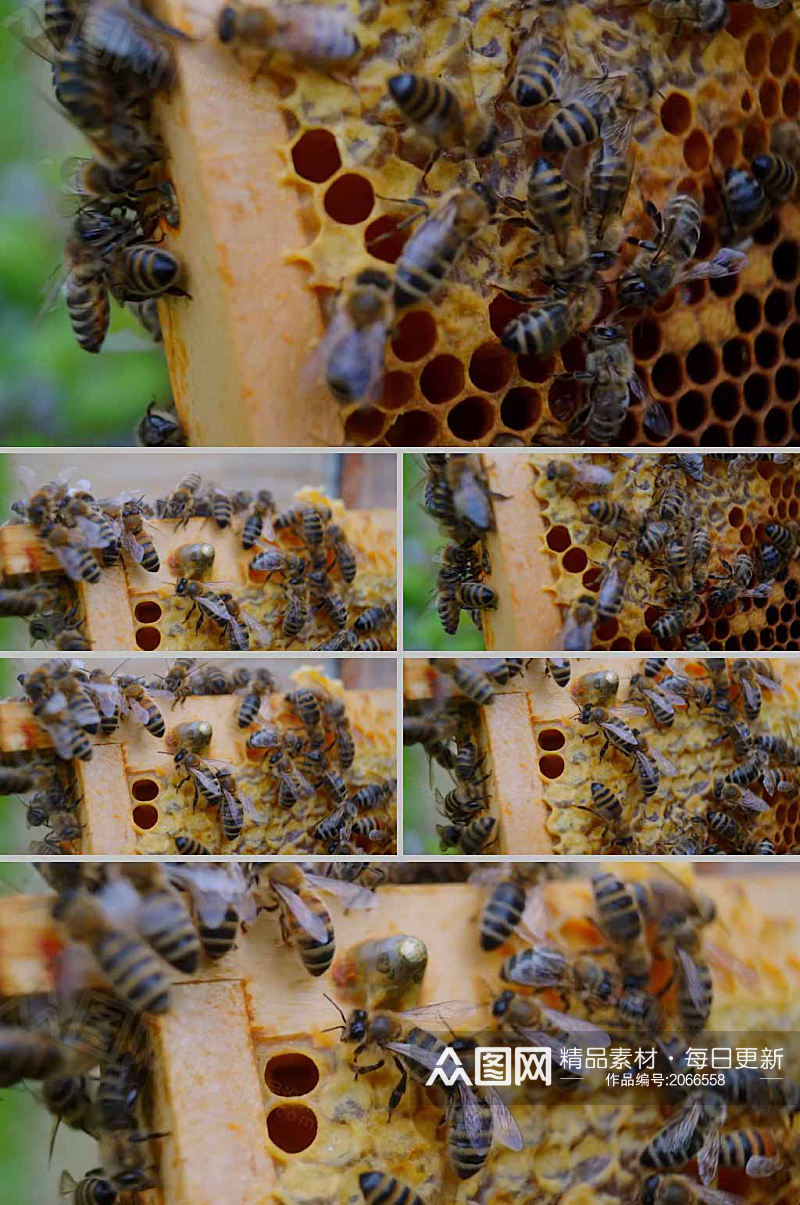 蜜蜂蜂巢休息实拍蜜蜂动物视频素材素材
