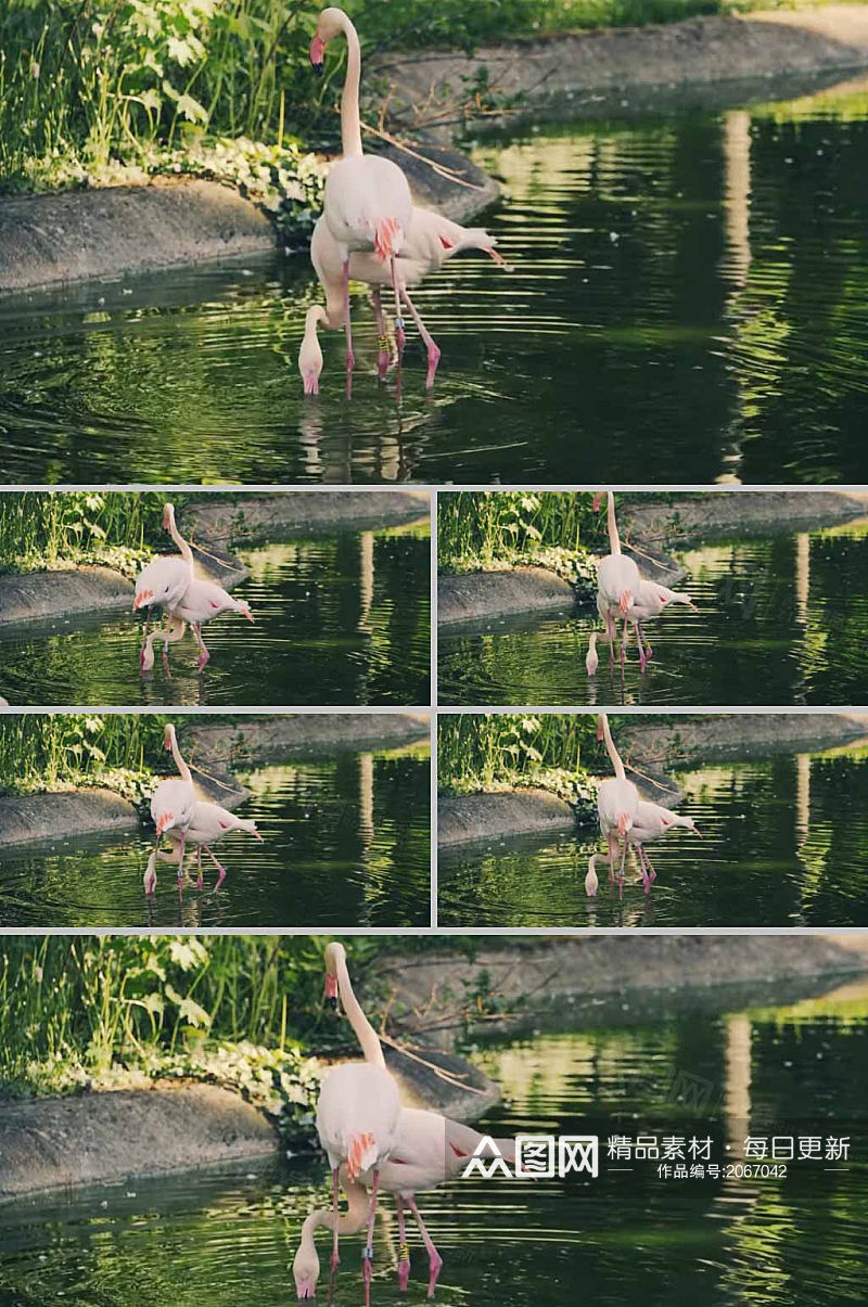 水中动物时尚唯美动物公园实拍视频素材