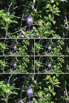 实拍树林中树枝小鸟休息视频素材