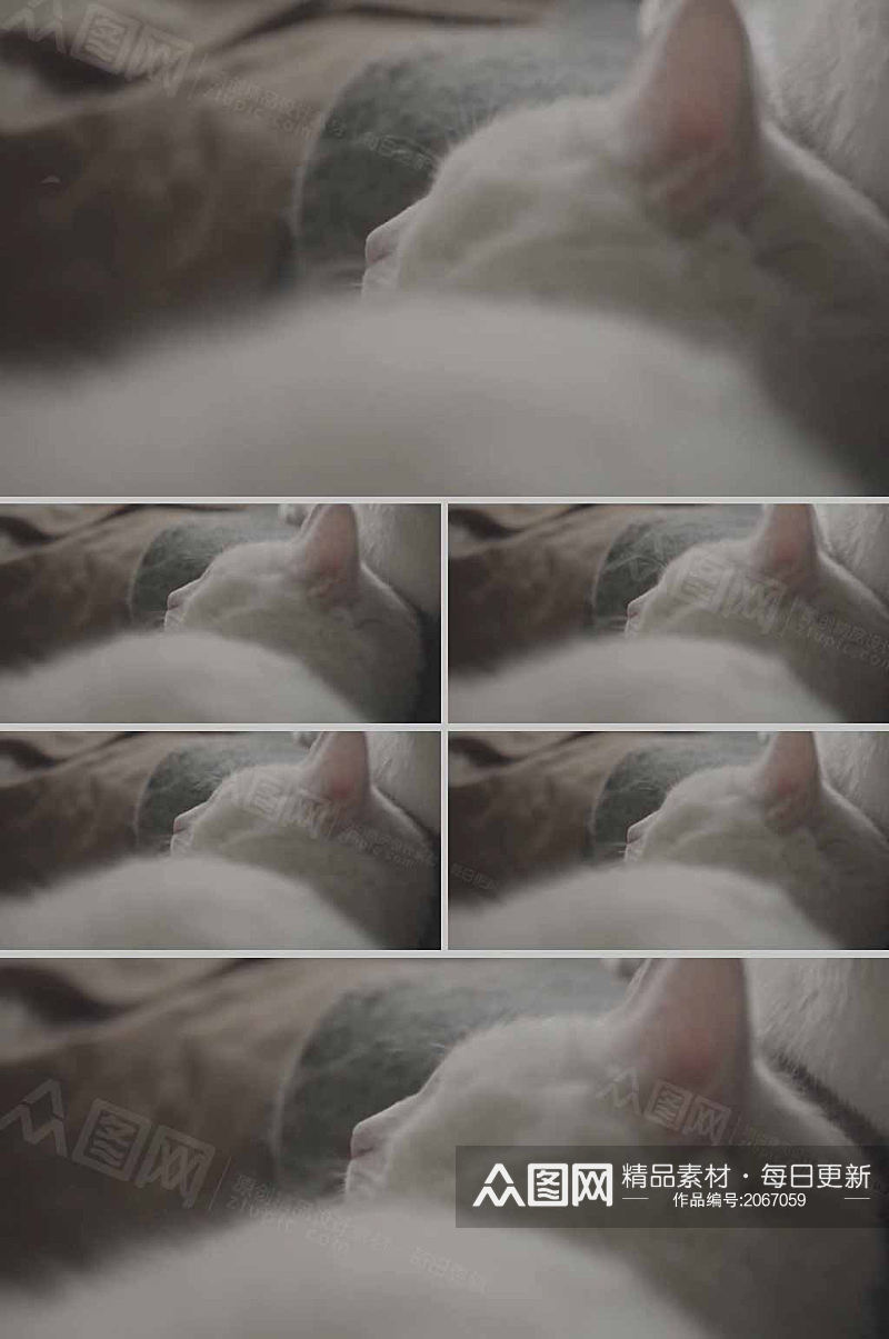 实拍近景白色小猫咪窝着睡觉视频素材
