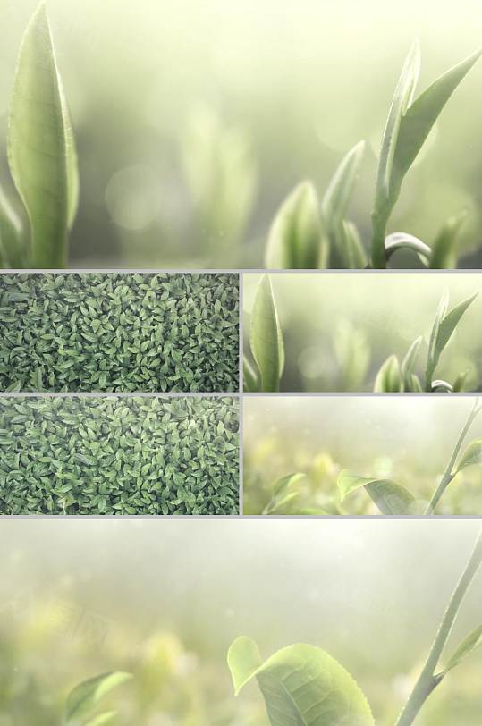 三维动画展示茶叶提取茶多酚企业宣传视频-众图网