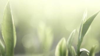 三维动画展示茶叶提取茶多酚企业宣传视频-众图网