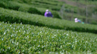 实拍茶园采茶茶工艺企业宣传视频-众图网