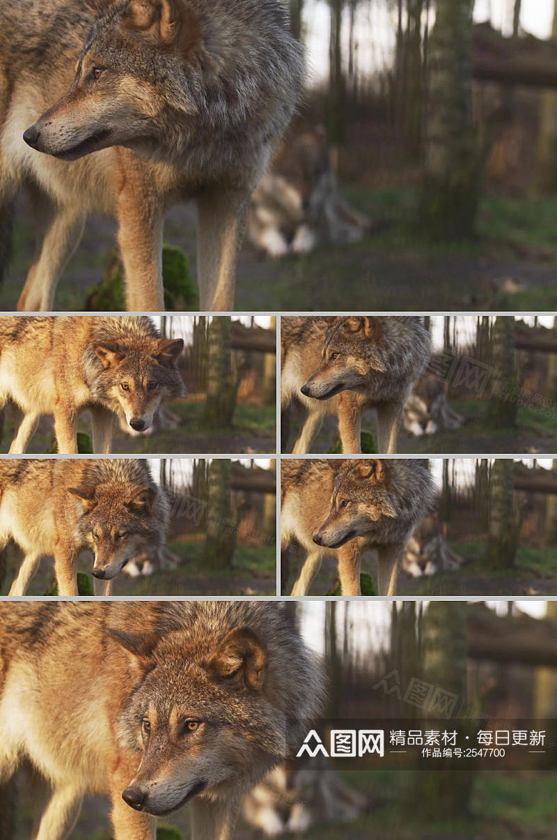 4k实拍大灰狼动物展示动物世界视频素材素材
