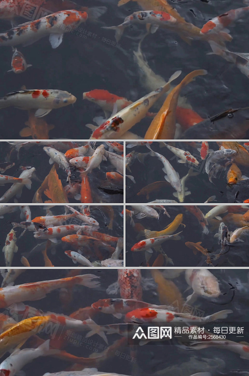4k实拍水中一窝鲤鱼游动视频素材素材