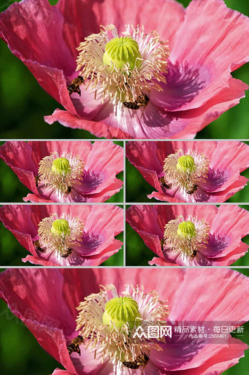4k实拍粉色花朵蜜蜂采蜜视频素材素材