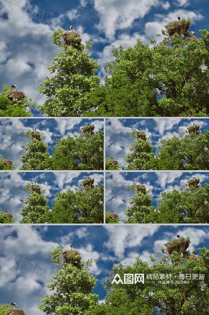 4k蓝天白云树木鸟窝视频素材素材