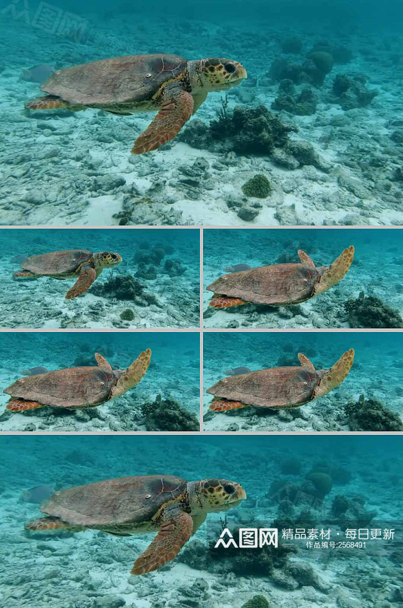 实拍水中大乌龟游动展示视频素材