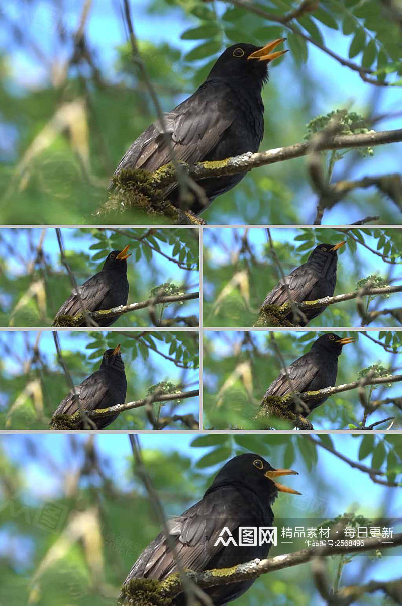 实拍树林中黑色小鸟鸣叫视频素材素材