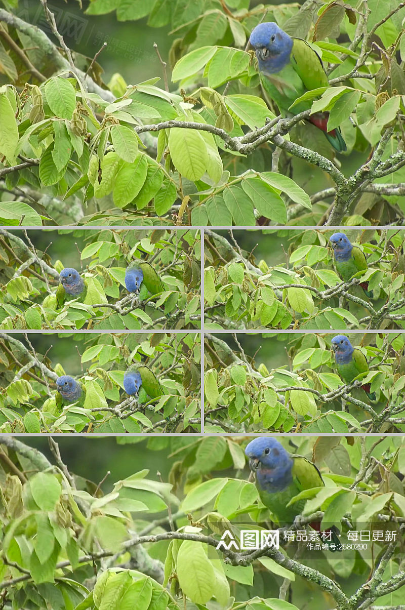 4k实拍树木中绿色小鸟休息视频素材素材
