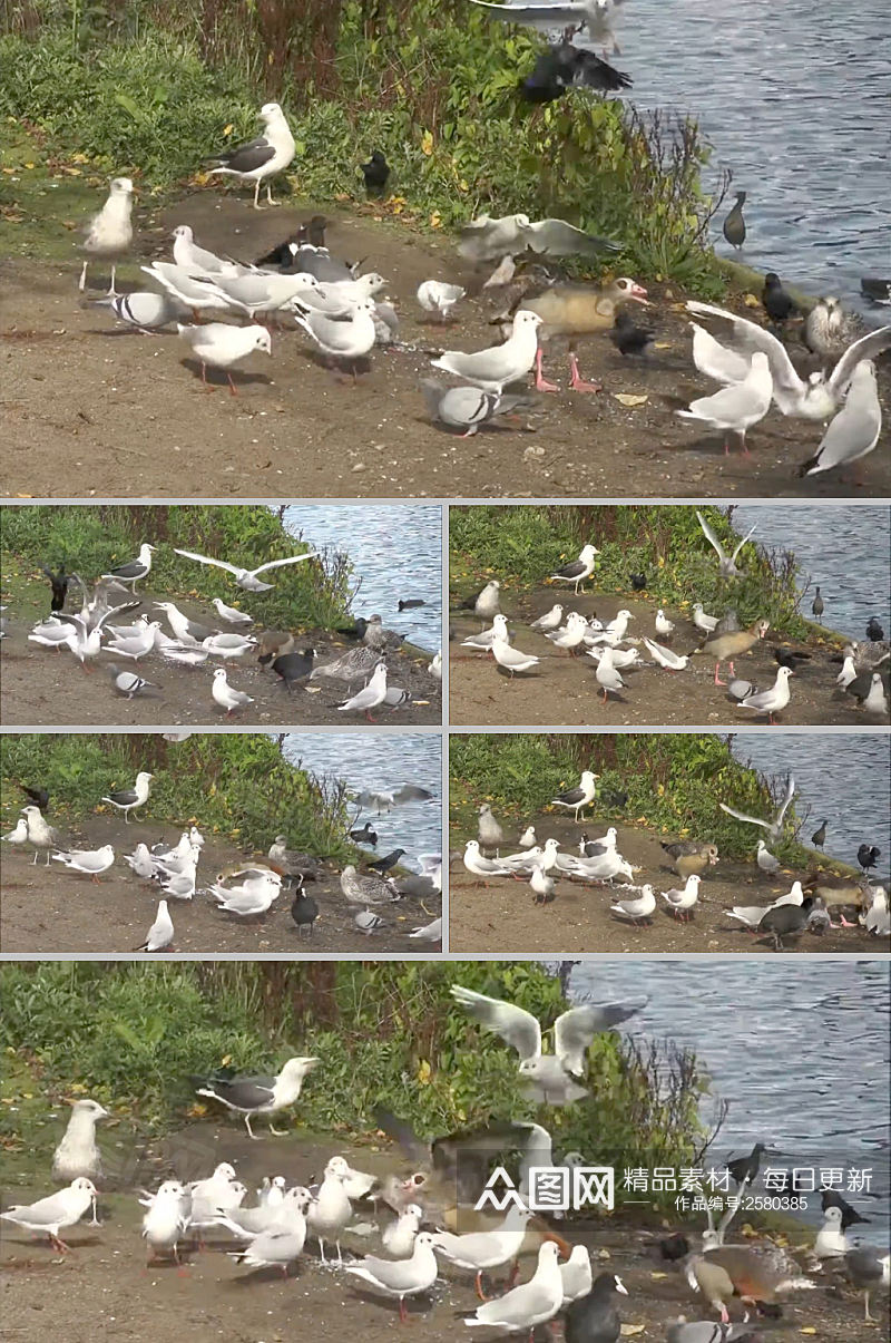 一群鸽子在抢夺食物视频素材素材