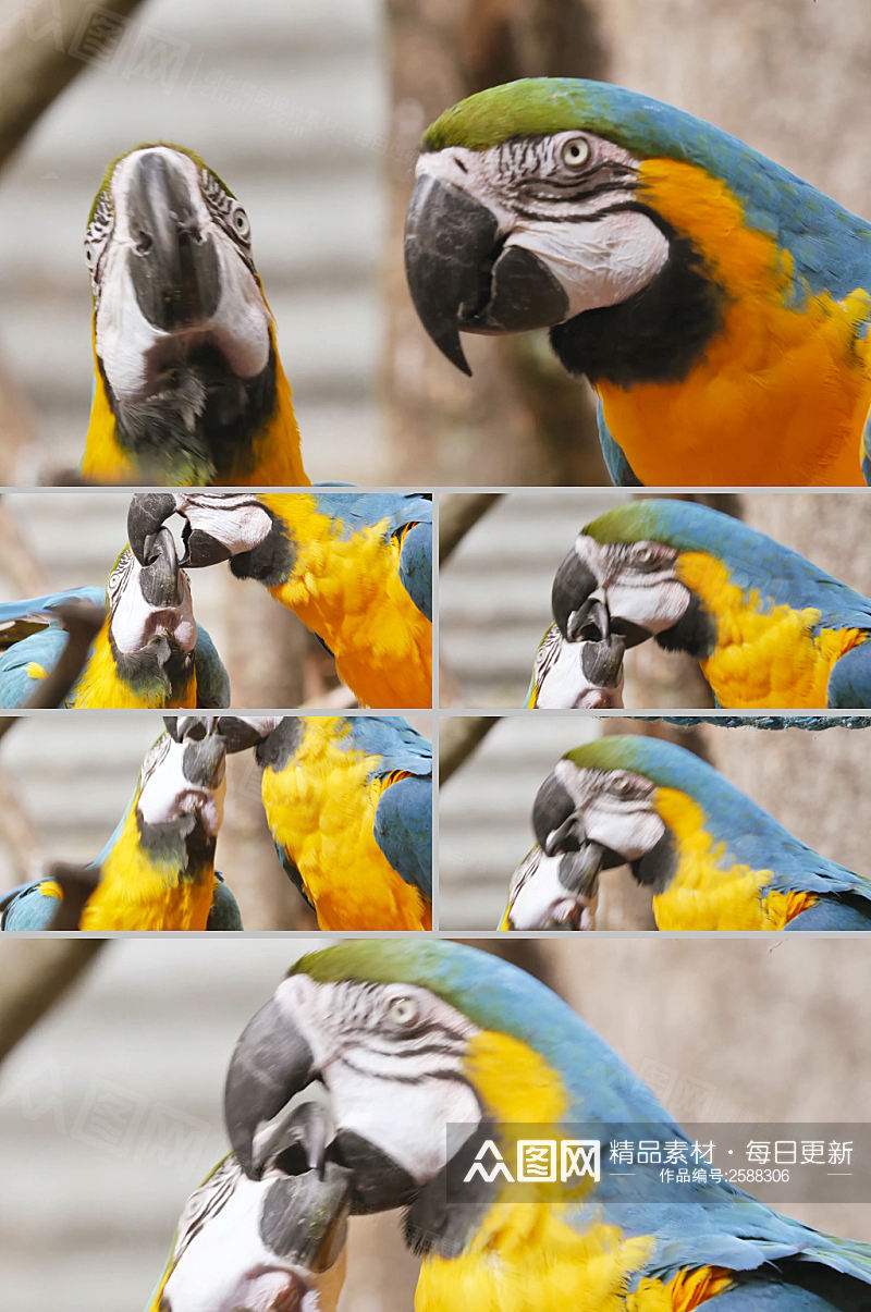 4k实拍两只鹦鹉在互相吃食物视频素材素材