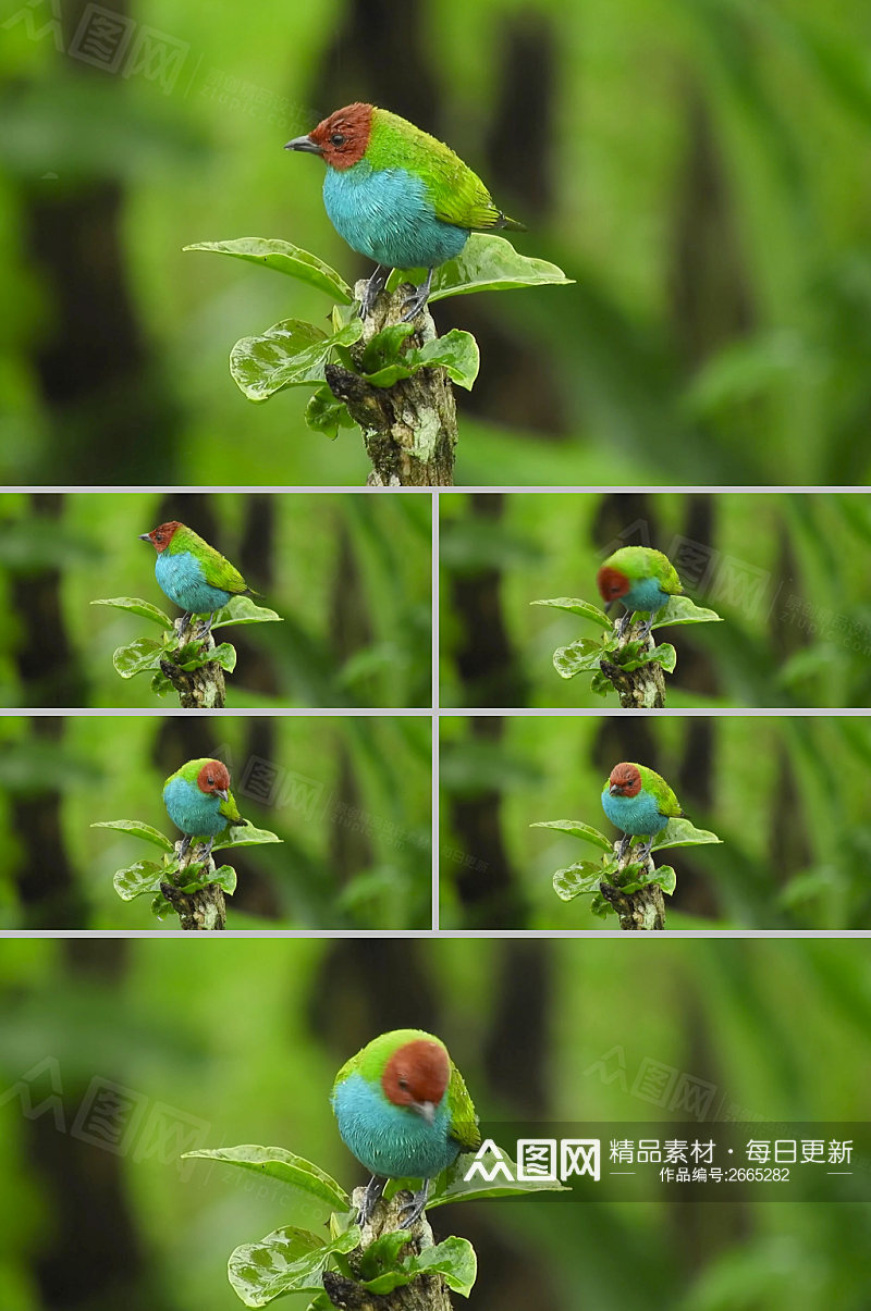 4k实拍小鸟在树枝上休息展示视频素材