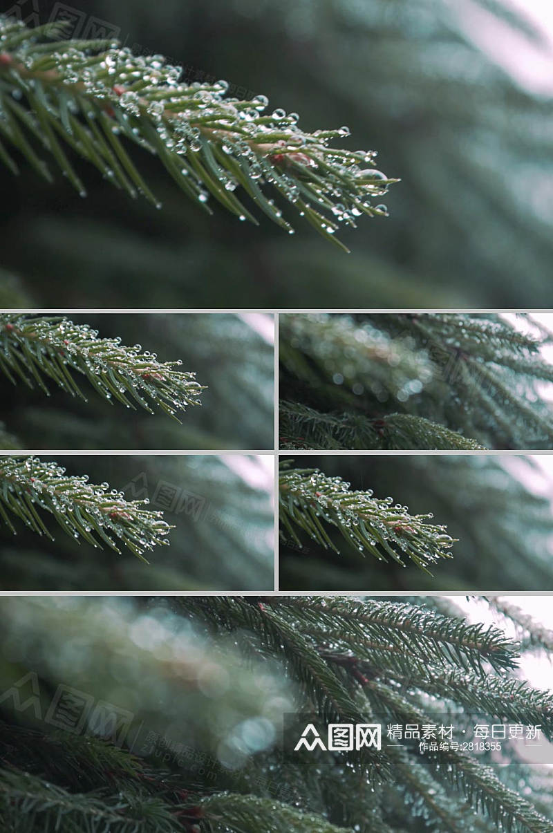 4k实拍唯美松树雨天后水珠挂在松树视频素材