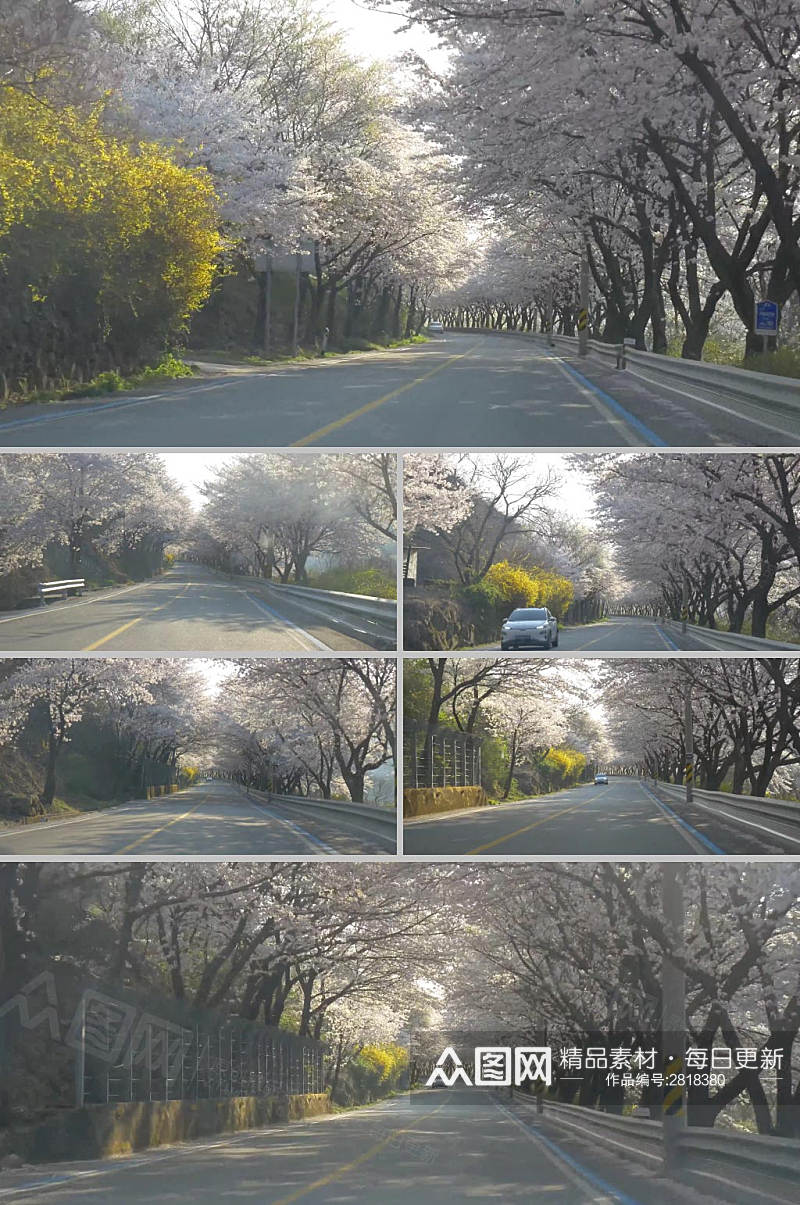 4k实拍韩国山间小道樱花树唯美景色视频素材