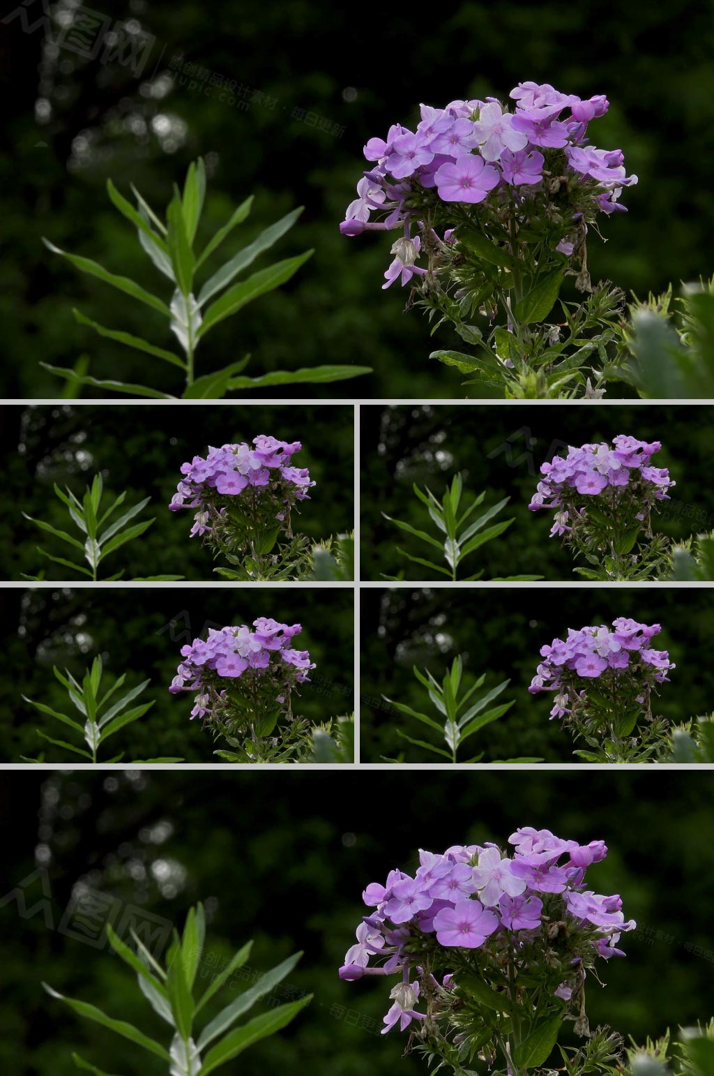 4k实拍粉色小花朵植物视频素材模板下载