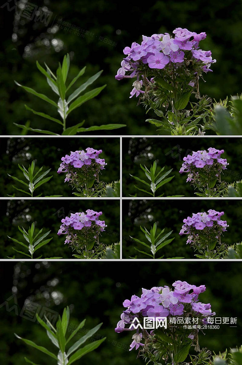 4k实拍粉色小花朵植物视频素材素材