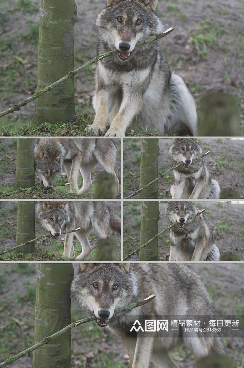4k实拍森林中狼动物动物世界展示视频素材