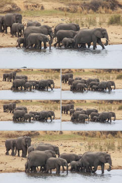 实拍一群大象在河边喝水视频
