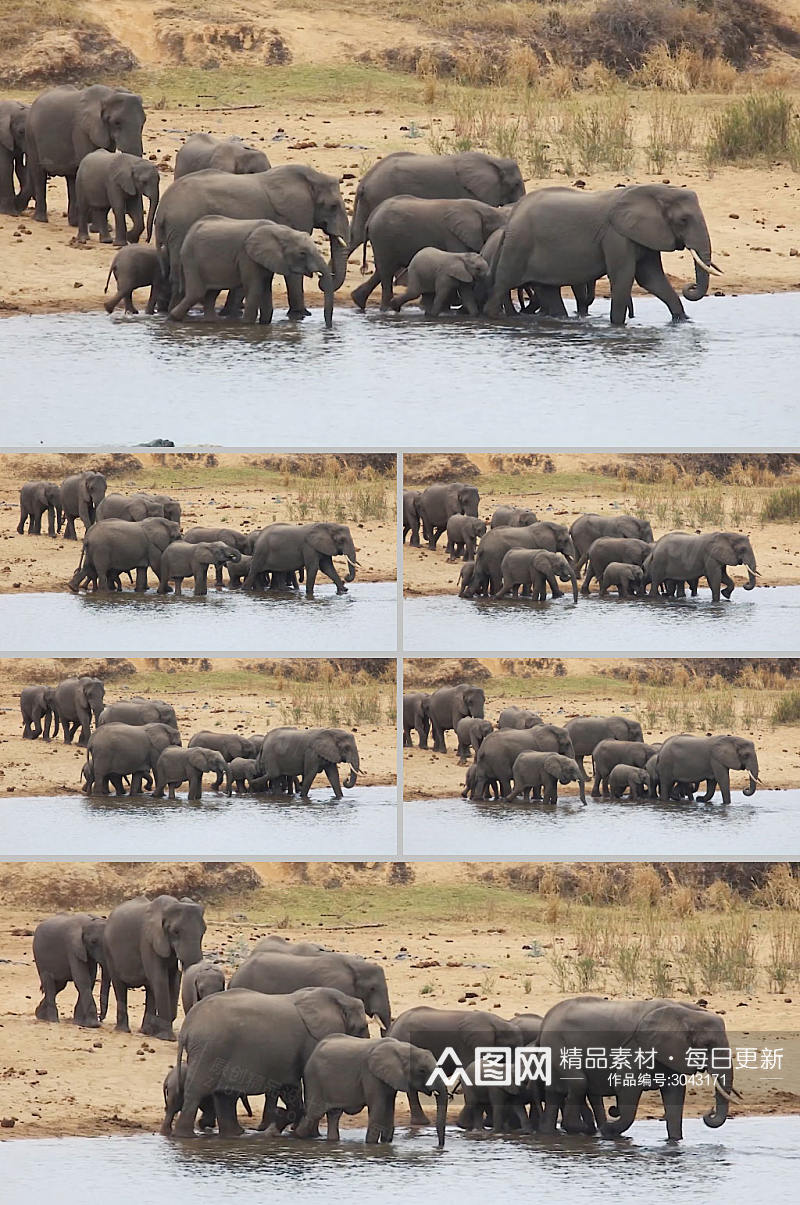 实拍一群大象在河边喝水视频素材