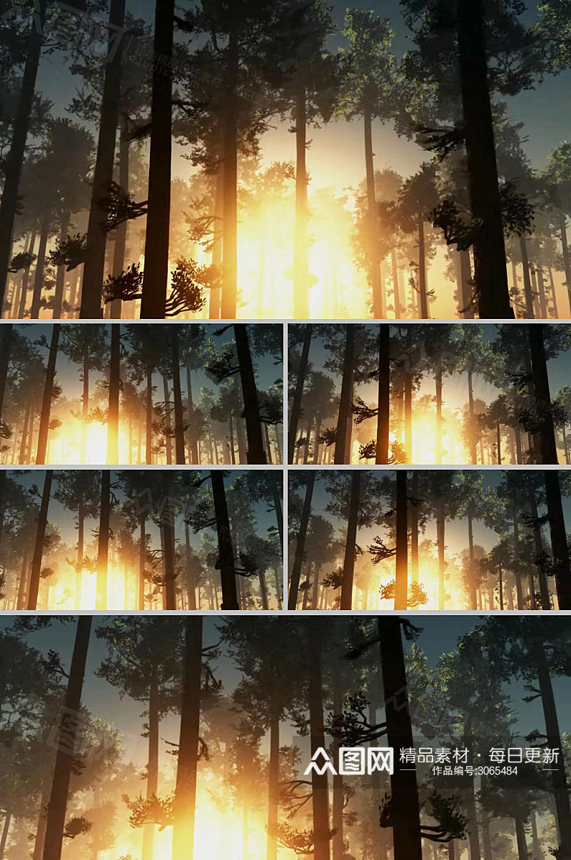 唯美时尚阳光透光树林树木视频素材