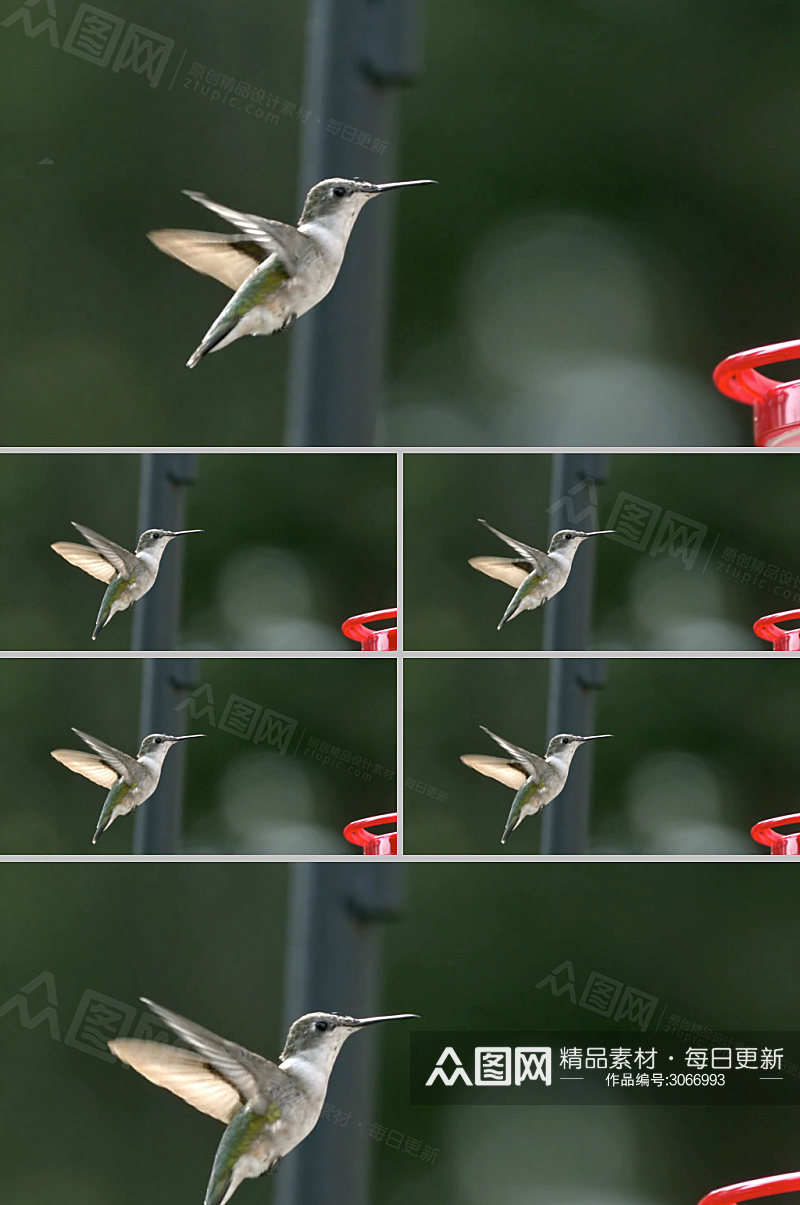 慢镜头下的蜂鸟飞行视频素材素材