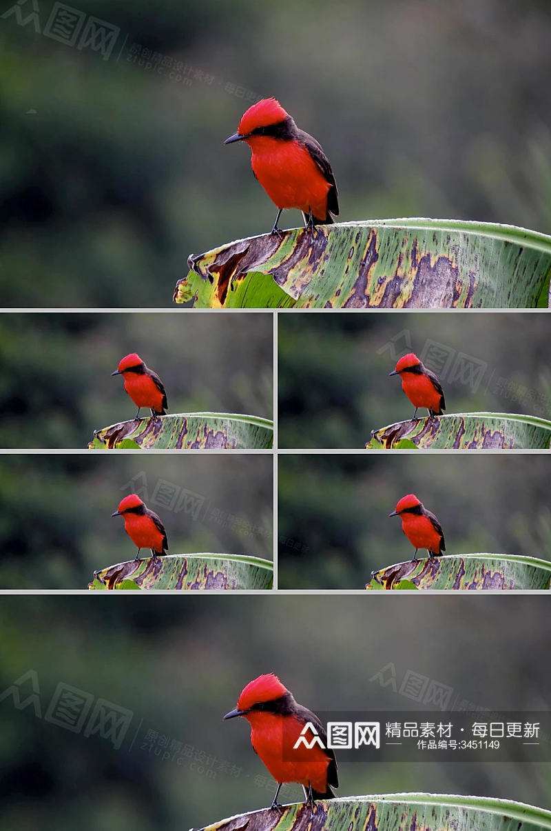 实拍小红鸟在树叶上视频素材素材