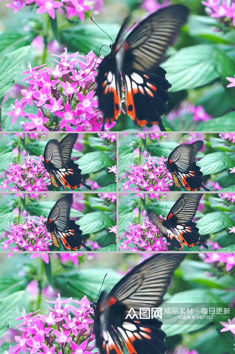 实拍美丽花朵上蝴蝶飞舞视频素材