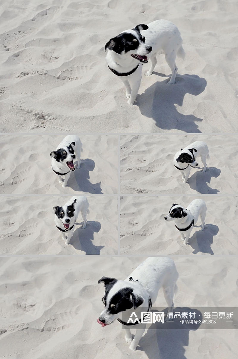 实拍公园沙地里玩耍的小狗玩耍视频素材