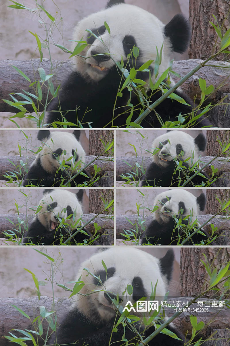 拍摄熊猫吃食物4k实拍视频素材