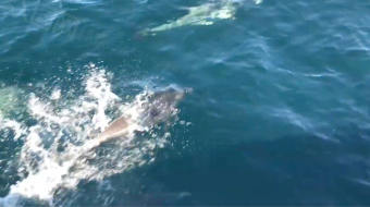 实拍 大海中游动的海豚旅行视频 风景视频-众图网