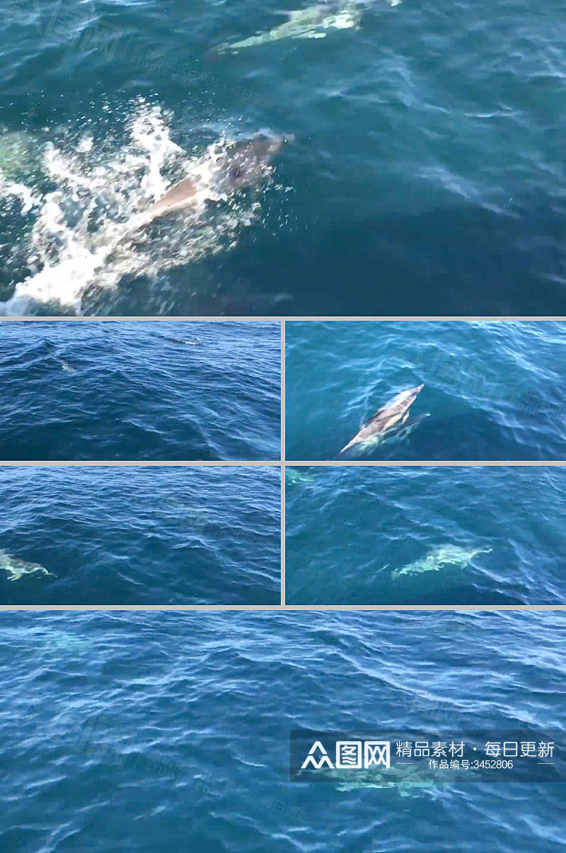 实拍 大海中游动的海豚旅行视频 风景视频素材