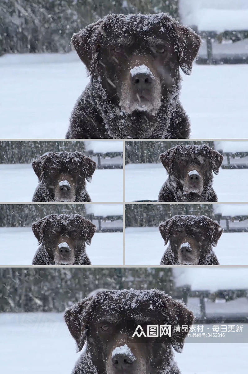 实拍雪景下大狗狗头视频素材素材