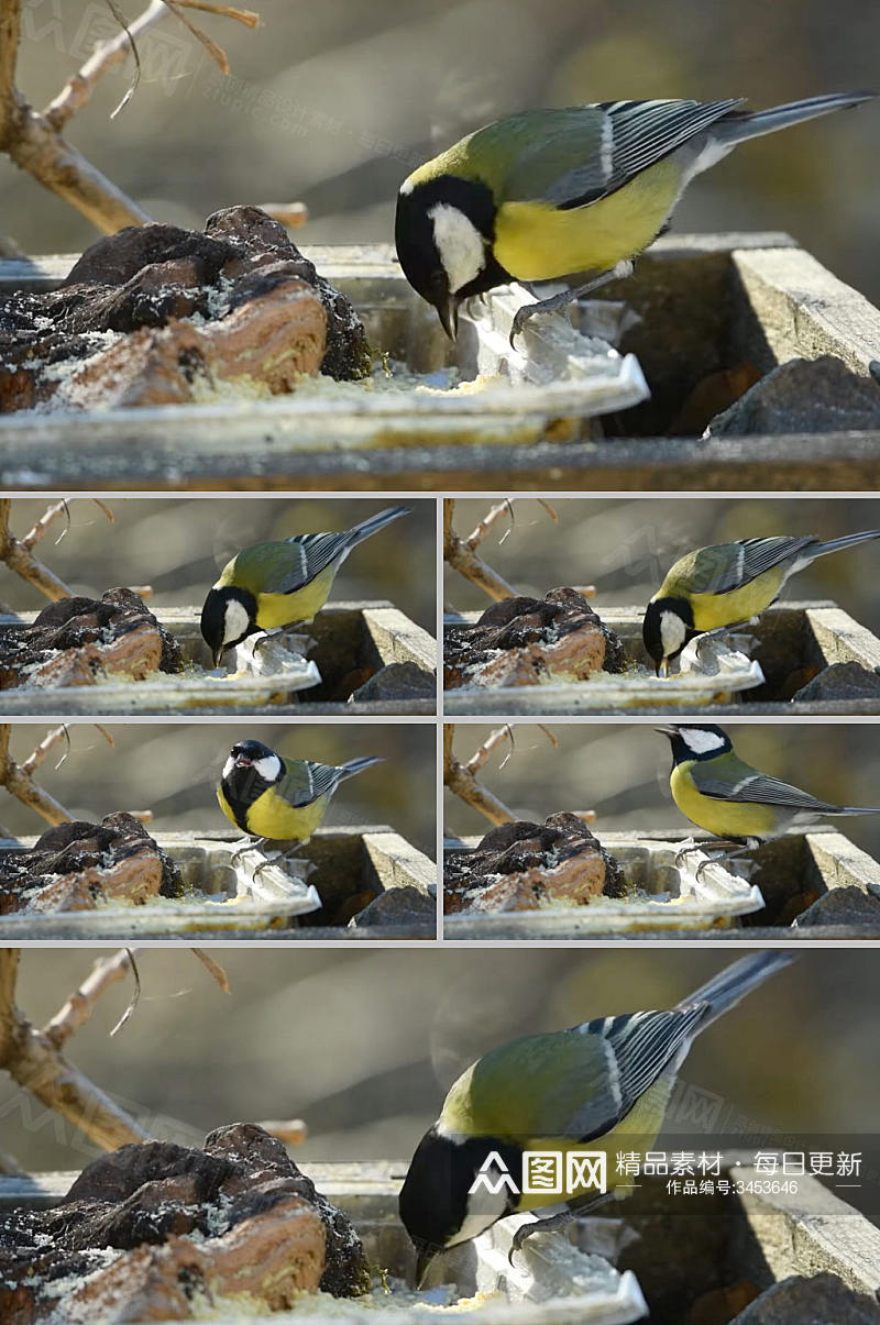 实拍小鸟在吃花盆中的食物视频素材