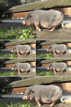 实拍大黑猪在吃草视频素材