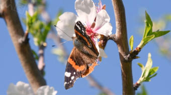 实拍春天树枝上蝴蝶视频-众图网