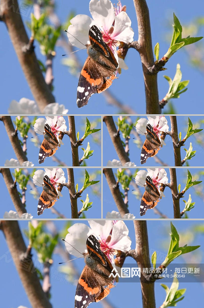 实拍春天树枝上蝴蝶视频素材