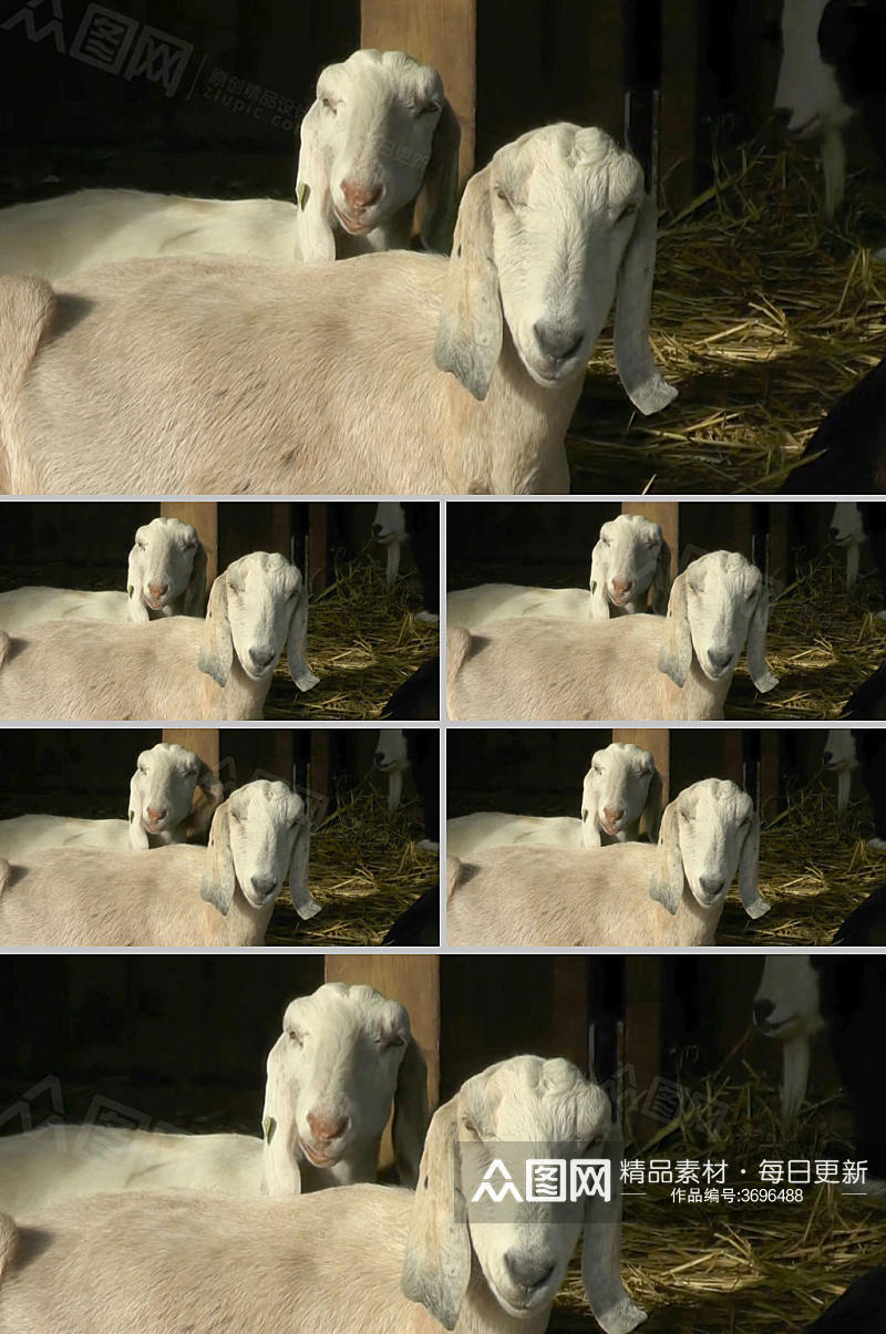 羊棚中羊休息实拍视频素材