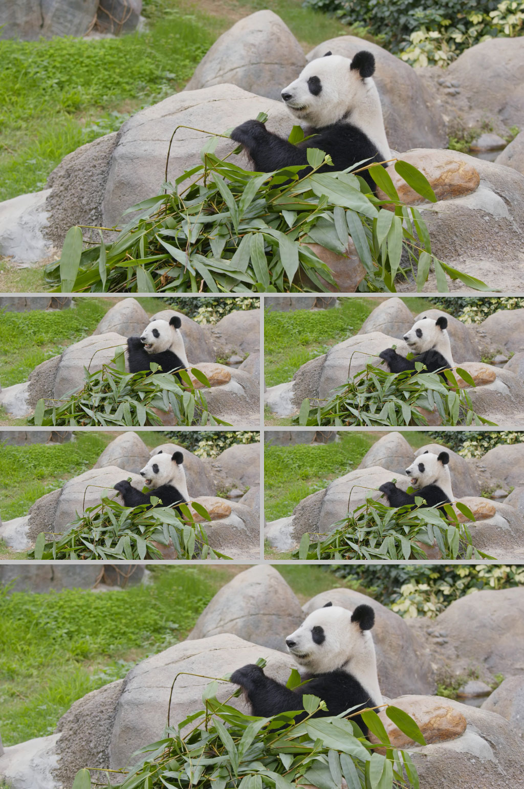 動物園大熊貓吃竹子場景4k視頻素材