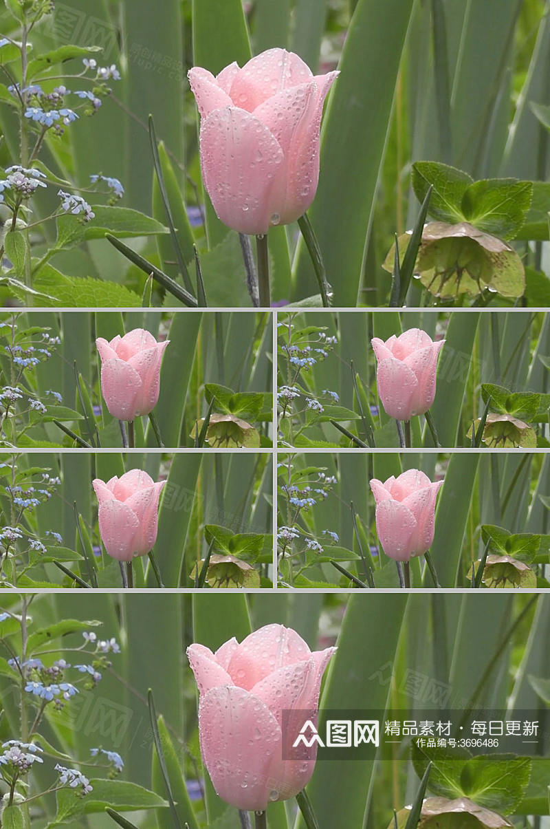 雨天过后实拍兰花粉色花朵视频素材