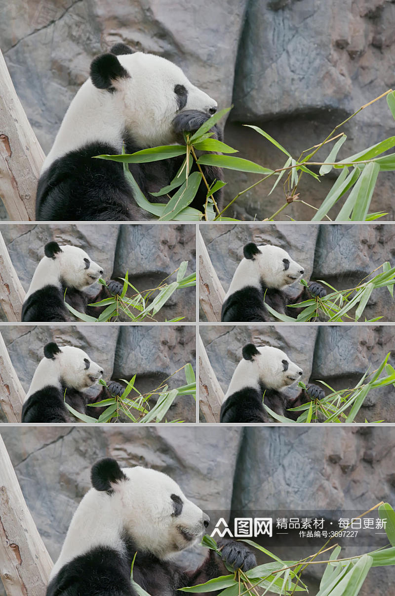 实拍大熊猫吃食物竹子4k视频素材